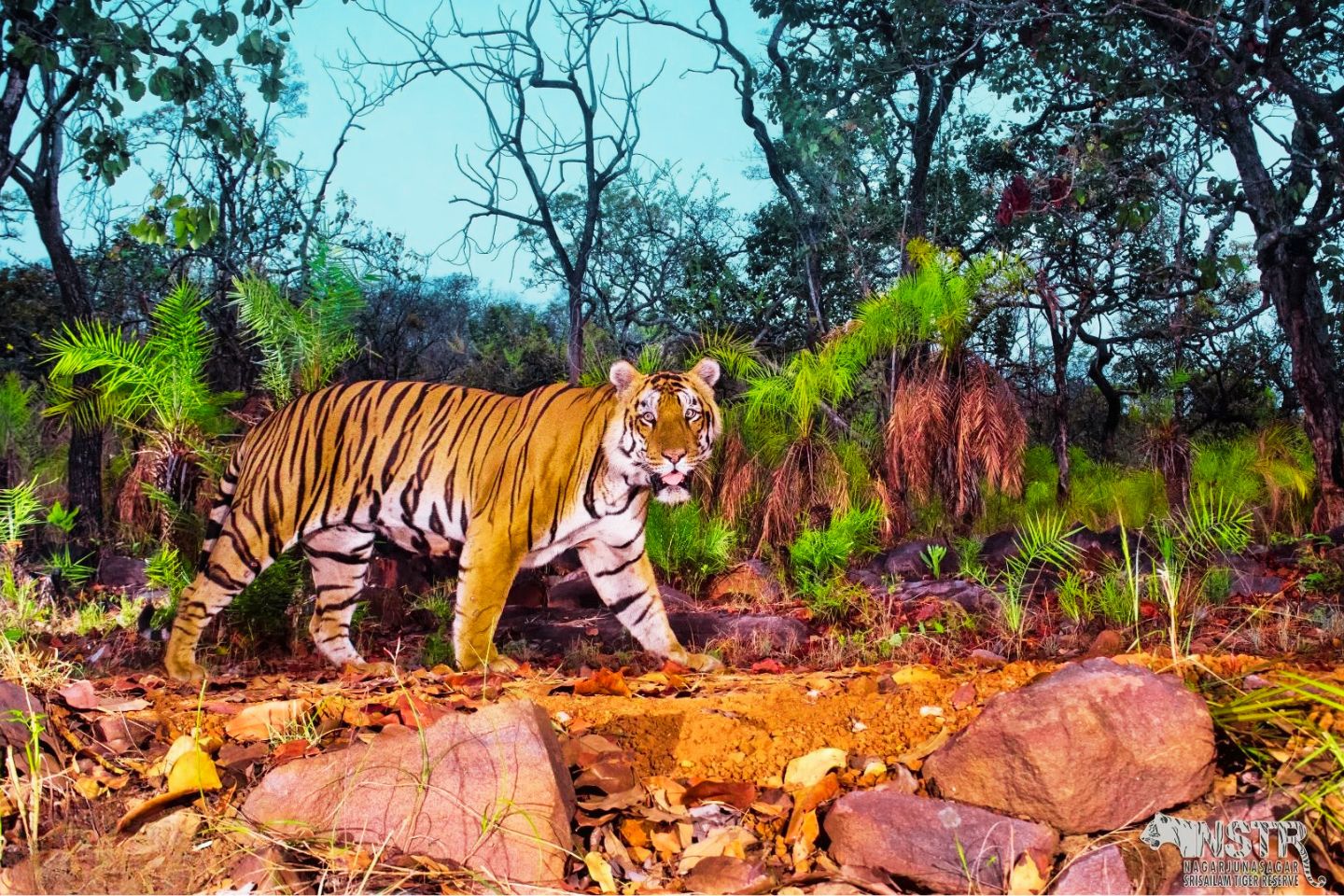 Srisailam Wildlife Sanctuary